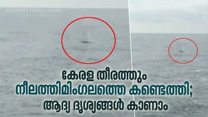 കേരളതീരത്ത് ആദ്യമായി നീലത്തിമിംഗലത്തെ കണ്ടെത്തി