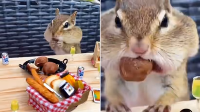 Squirrel binging on hazelnuts will make your day; watch the video