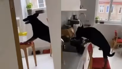 'എന്നോടാ കളി'; അടുക്കളയിലെ ഭക്ഷണം കട്ടെടുക്കുന്ന നായ; രസകരമായ വീഡിയോ കണ്ടത് മുപ്പത് ലക്ഷം പേര്