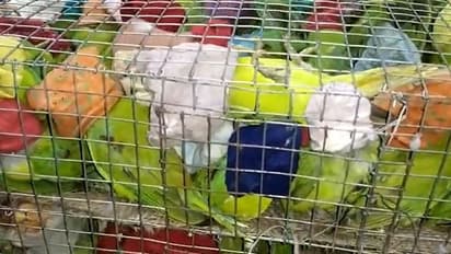 ফের যোগবাণী এক্সপ্রেসের কামরা থেকে উদ্ধার প্রচুর টিয়াপাখি, পলাতক পাচারকারী