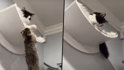 Cats fight reminds netizens the iconic scene from The Lion King; watch viral video