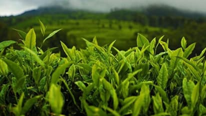 നേട്ടം കൊയ്ത് കണ്ണൻ ദേവൻ കമ്പനി, റിപ്പിൾ ടീയുടെ വിൽപ്പന 20 ലക്ഷം കിലോഗ്രാം !