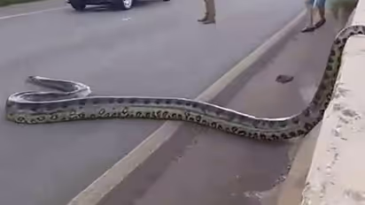 റോഡ് മുറിച്ചു കടക്കുന്ന അനാക്കോണ്ട, അമ്പരന്ന് ആളുകള്‍; വീണ്ടും ആ വീഡിയോ...