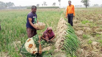 লক্ষ্য আমদানিতে নির্ভরশীলতা কমানো, মুর্শিদাবাদে পেঁয়াজ চাষে জোর সরকারের