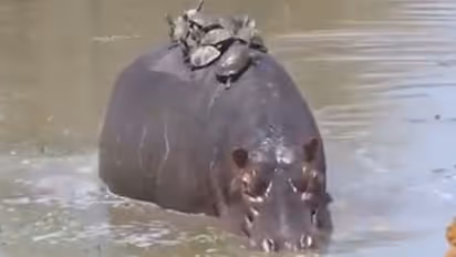 Turtles ride on hippo's back; Find out what happens next