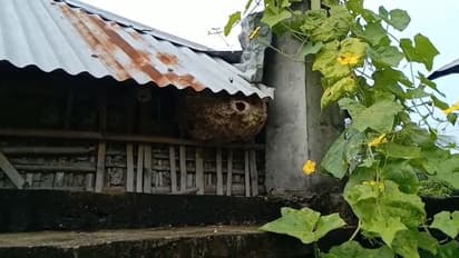 খেলার সময় চলে গিয়েছিল বিষাক্ত বোলতার চাকের কাছে, মৃত্যু শিশুর, অসুস্থ আরও ৩