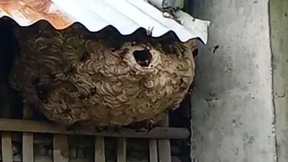 വീണ്ടും കടന്നൽ ആക്രമണം; തൃശ്ശൂരിൽ വയോധികൻ മരിച്ചു, 5 പേർ‍ക്ക് കുത്തേറ്റു