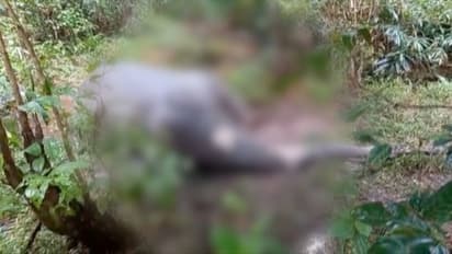 പാലക്കാട് നൊച്ചുപുളളിയിൽ ഷോക്കേറ്റ്‌ ആന ചരിഞ്ഞു, കാട്ടുപന്നിക്ക് വെച്ച കെണിയിൽ കുടുങ്ങി