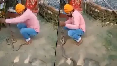 Man tries to tie rakhi to snakes on Raksha Bandhan, dies after it bites him; watch video