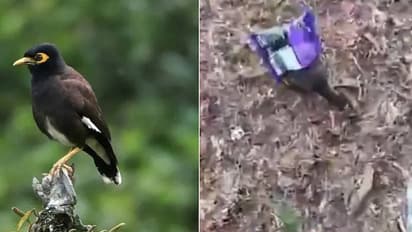 പ്ലാസ്റ്റിക് കൂടിൽ തല കുടുങ്ങി, ജീവനുവേണ്ടി പോരാടി മൈന, ചർച്ചയായി വീഡിയോ