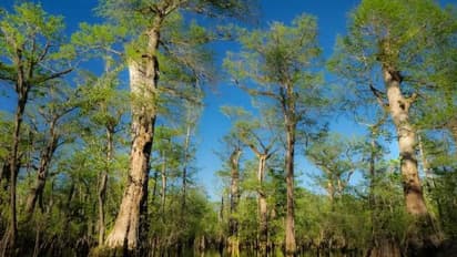 സഹസ്രാബ്ദം പഴക്കമുള്ള ഭീമൻ സൈപ്രസ് മരം, വെള്ളത്തിനടിയിലാകുമോ? ഗവേഷകർ ഭയക്കുന്നു