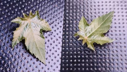 Sandalwood drug case: FSL reports confirm accused consumed banned substance