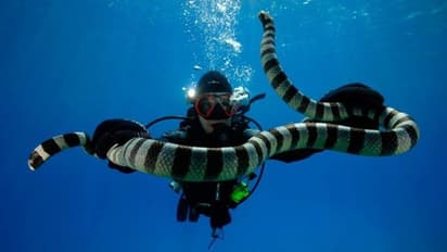 കടൽപാമ്പുകൾ മനുഷ്യരെ ഇണകളെന്ന് തെറ്റിദ്ധരിക്കുന്നു, അടുത്തെത്തുന്നത് ഇണ ചേരാനോ ആക്രമിക്കാനോ, പഠനം