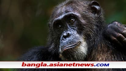 স্বীকার করলেন শিম্পাঞ্জির সঙ্গে প্রেম করছেন, চিড়িয়াখানায় প্রবেশই নিষিদ্ধ হল মহিলার