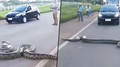 Traffic halts as giant anaconda cross the road; watch viral video