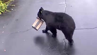 Woman records bear stealing an Amazon package from the front of her house
