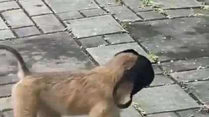 जब सड़क पर मास्क लगाकर निकाला बंदर, देखकर हैरान हो गए, वीडियो हुआ वायरल