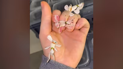Ever seen an orchid mantis? Watch the mesmerising video