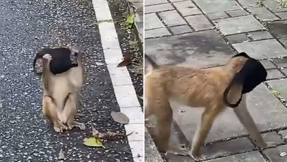 Monkey putting on facemask leaves internet in splits; watch the video