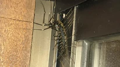 വീട്ടിനകത്ത് 'രാക്ഷസപ്പഴുതാര'; ഭയപ്പെടുത്തുന്ന ചിത്രം വൈറലാകുന്നു