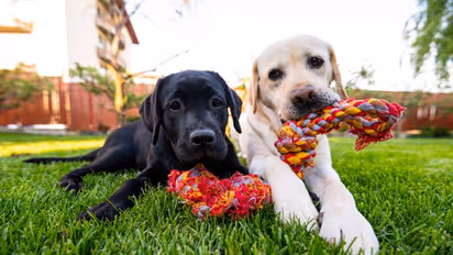 International Dog Day: Here are 7 signs your furry baby loves you