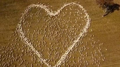 പ്രിയപ്പെട്ട ആന്റിയ്ക്ക് ഹൃദയാഞ്ജലി, ചെമ്മരിയാടുകളെ കൊണ്ട് ഹൃദയം വരച്ച് കര്‍ഷകന്‍