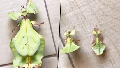 It looks like leaf, but reality is different; watch to know more