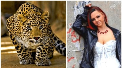 ഫോട്ടോഷൂട്ടിനിടെ പുള്ളിപ്പുലികളുടെ ആക്രമണം; മോഡലിന് ഗുരുതര പരിക്ക്