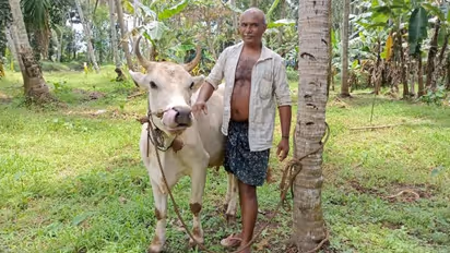 കൊവിഡ് ബാധിച്ച ക്ഷീര കർഷകയുടെ പശുവിന് തുണയായി കറവക്കാരൻ