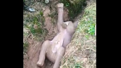 শিশু হাতিকে উদ্ধারে নাজেহাল বনকর্মীরা, চা বাগানের নালায় পড়ে গিয়েছিল শাবকটি