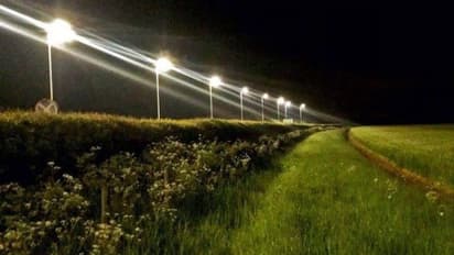 എൽഇഡി തെരുവുവിളക്കുകൾ പ്രാണികളെയും പുഴുക്കളെയും ഇല്ലാതാക്കുമോ? ഈ പഠനം പറയുന്നത്