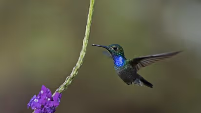 Female hummingbirds look like males to avoid, fool harassers
