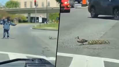 Man helps a duck along with her ducklings to cross a busy road; viral video make your day