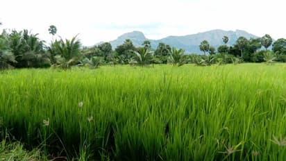 നാഷണല് സീഡ് കോര്പ്പറേഷന്റെ ഇരുട്ടടി; ഉമ വിത്തെന്നുപറഞ്ഞ് നല്കിയത് കലര്പ്പുവിത്തും വരിനെല്ലും, പ്രതിസന്ധി