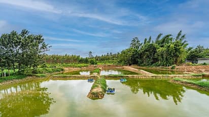 ಸಿಗಡಿ ಕೃಷಿ ಮಾಡಿ ಲಕ್ಷ ಲಕ್ಷ ಸಂಪಾದಿಸಿ ಸೈ ಎನಿಸಿಕೊಂಡ ಎಂಜಿನಿಯರ್