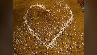 Australian farmer pays tribute to his aunt by drawing a heart with moving flock of sheep; watch the video