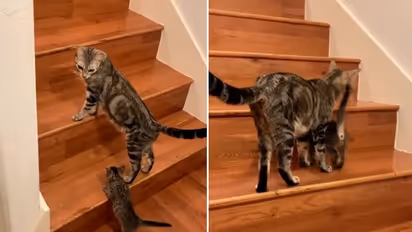 Watch: Mother cat teaches kitten to climb stairs; adorable video wins hearts on internet
