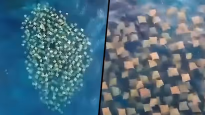 Stunning drone footage captures hundreds of stingrays swimming together; watch video