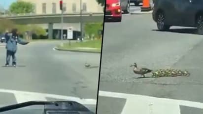 ഇതൊക്കെയല്ലേ മനുഷ്യത്വം? അമ്മത്താറാവിനേയും കുഞ്ഞുങ്ങളെയും റോഡ് മുറിച്ച് കടത്തിയൊരാൾ, വീഡിയോ വൈറൽ