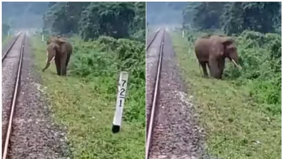 പാളത്തിന് സമീപം കാട്ടാന, ഇത് കണ്ട് ലോക്കോ പൈലറ്റ് ചെയ്തത്...