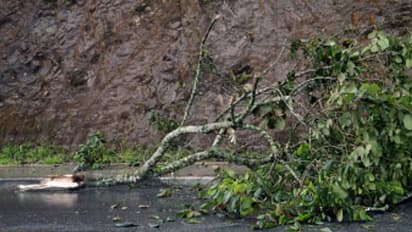 കുമരകത്ത് ഓടിക്കൊണ്ടിരുന്ന കാറിന് മുകളിൽ മരം വീണു, ചില്ല് തകർന്നു