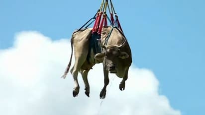 6400 അടി ഉയരത്തിലുള്ള മലനിരകളിൽ തീറ്റ തേടിപ്പോയി, പശുക്കളുടെ മടക്കയാത്ര ഹെലികോപ്ടറിൽ