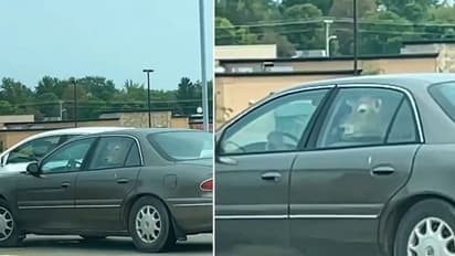 Woman finds cow in backseat of a car in Wisconsin; leaves internet in splits