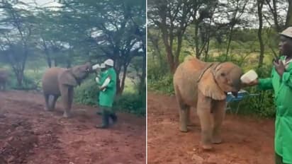 Keepers hand-feeding milk to baby elephants will make your day; Watch the video