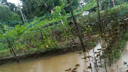 കനത്ത മഴയിൽ അപ്പർകുട്ടനാട്ടിലെ പച്ചക്കറി കൃഷികൾ നശിക്കുന്നു, ആശങ്കയിൽ കർഷകർ