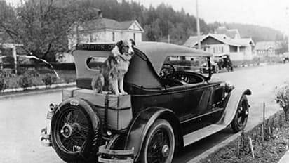 യാത്രയ്ക്കിടെ കാണാതായ നായ ആറുമാസത്തിനുശേഷം 2,550 മൈൽ നടന്ന് ഉടമയുടെ വീട്ടിൽ തിരികെ, അപൂർവസ്നേഹത്തിന്റെ കഥ!