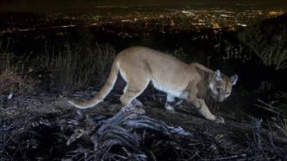 പർവതസിംഹത്തിൽ നിന്നും മകനെ രക്ഷിച്ച് അമ്മ, ധീരനായികയായി സ്ത്രീ, വാനോളം പുകഴ്ത്തി നാട്ടുകാരും ഉദ്യോഗസ്ഥരും