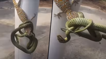 Man separates snake and gecko involved in a fight using bare hands; watch video