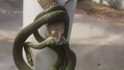 सांप और नेवले की लड़ाई तो बहुत देखी होगी लेकिन छिपकली से दो-दो हाथ वाला नजारा पहली बार देखिए...