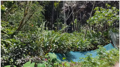 ഏലത്തോട്ടങ്ങളില്‍ ബാലവേലയെന്ന് ആരോപണം; പരിശോധനകളുമായി ജില്ലാ ഭരണകൂടം